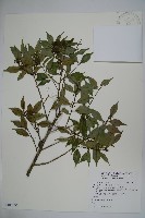 圓葉冬青藏品圖，第1張