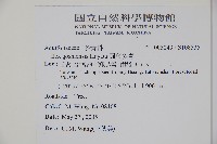 圓葉冬青藏品圖，第2張