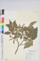 南燭藏品圖，第1張