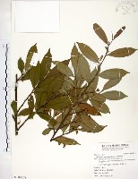 台灣楊桐藏品圖，第1張