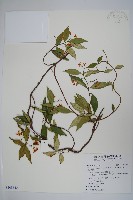 臺灣絡石藏品圖，第1張