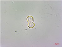 臺灣附地草藏品圖，第2張