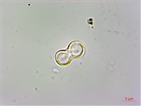 臺灣附地草藏品圖，第3張