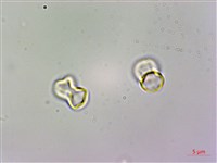 臺灣附地草藏品圖，第4張