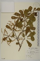 小葉欖仁藏品圖，第1張