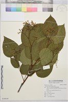 枳椇藏品圖，第1張