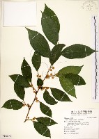 菲律賓榕藏品圖，第1張