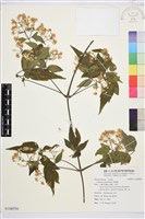 串鼻龍藏品圖，第1張