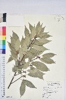 青剛櫟、鐵椆藏品圖，第1張