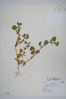 假海馬齒藏品圖，第1張