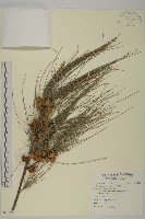 木麻黃藏品圖，第1張