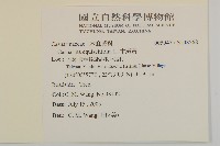 木麻黃藏品圖，第2張