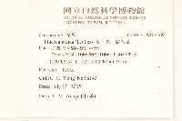 鯽魚膽、闊苞菊藏品圖，第2張