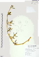 海馬齒藏品圖，第1張