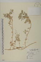 馬氏濱藜藏品圖，第1張