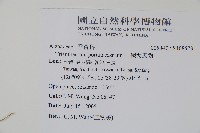 假海馬齒藏品圖，第2張