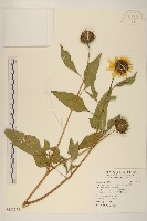 重瓣向日葵、向日葵藏品圖，第1張