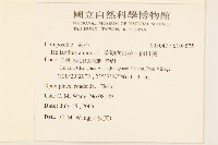 重瓣向日葵、向日葵藏品圖，第2張