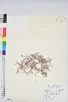 匐根大戟藏品圖，第1張