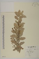 綠紐樹藏品圖，第1張