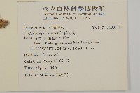 綠紐樹藏品圖，第2張