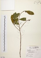 黃肉樹, 小梗木薑子藏品圖，第1張