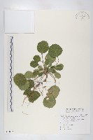 倒卵葉裂緣花藏品圖，第1張