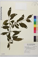 畢祿山鼠李藏品圖，第1張