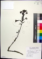 白鶴蘭藏品圖，第1張