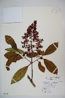 著生珊瑚樹藏品圖，第1張