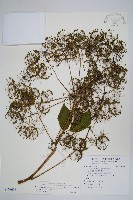 登錄號:S108608藏品圖，第1張