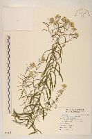 秋鼠麴草藏品圖，第1張