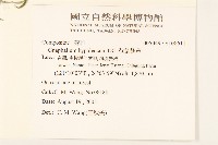 秋鼠麴草藏品圖，第2張