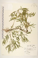 印加孔雀草藏品圖，第1張