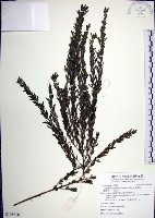 鐵掃帚、千里光藏品圖，第1張