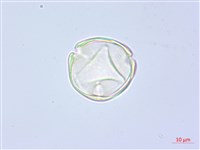 水晶蘭藏品圖，第3張