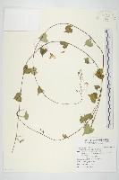 野牽牛藏品圖，第1張