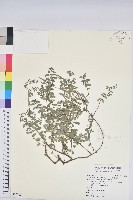 紫斑大戟藏品圖，第1張