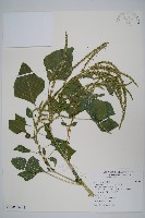 青莧藏品圖，第3張