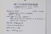 洋落葵、心葉落葵藏品圖，第2張