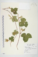 碗仔花藏品圖，第1張