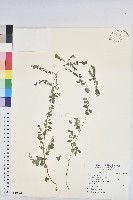 五蕊油柑藏品圖，第1張