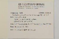 石胡荽、吐金草藏品圖，第2張