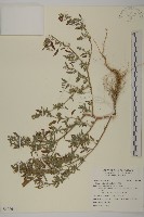 藜、灰藜藏品圖，第1張