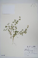 爵床藏品圖，第1張