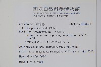 爵床藏品圖，第2張