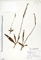 綬草藏品圖，第1張