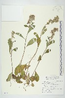 生毛將軍藏品圖，第1張