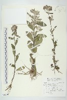 毛將軍藏品圖，第1張