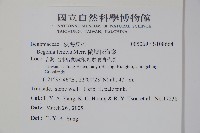 蘭嶼秋海棠藏品圖，第2張